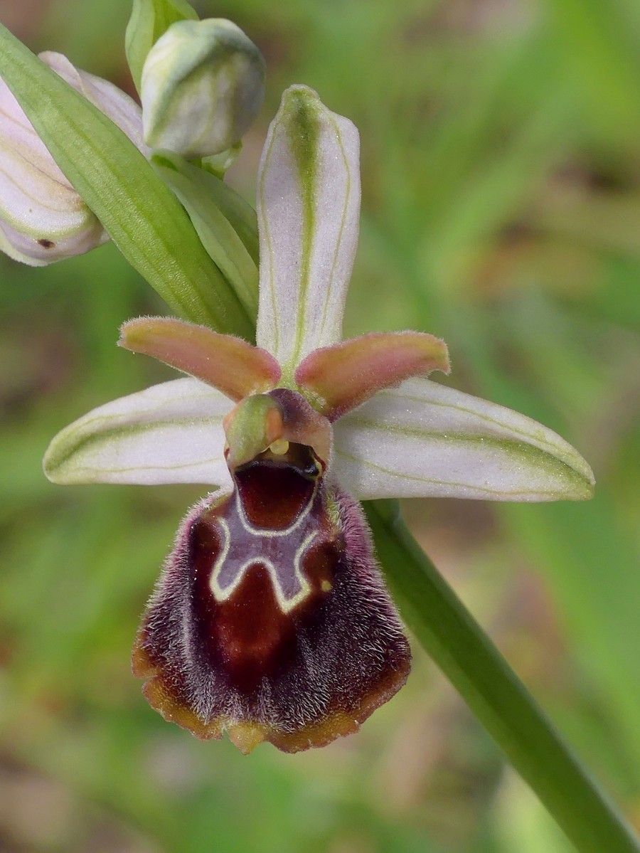 Ophrys exaltata subsp. montis-leonis e forme di variabilit nel Lazio, marzo e aprile 2018